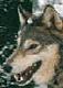 wolfdog_lover's Avatar