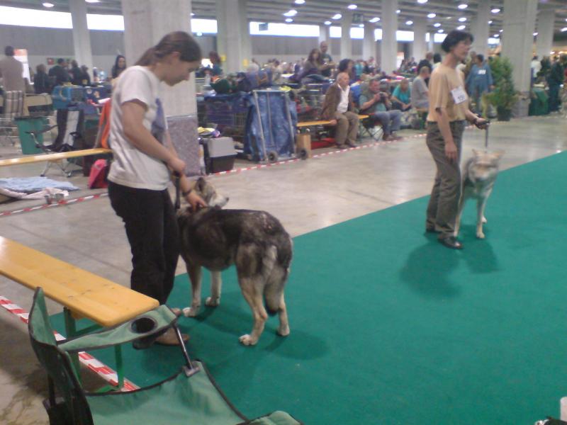 Eine Gruppe Saarloos wolfhound, die gerade vorgeführt wurden.