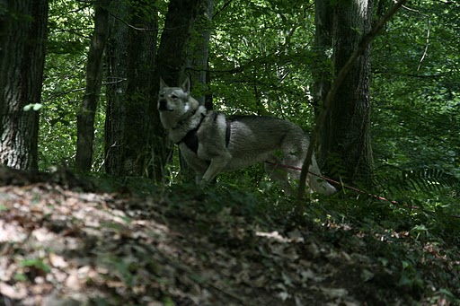 RU THIONVILLE 2011 (44)[1]
5 juna
hladanie osoby