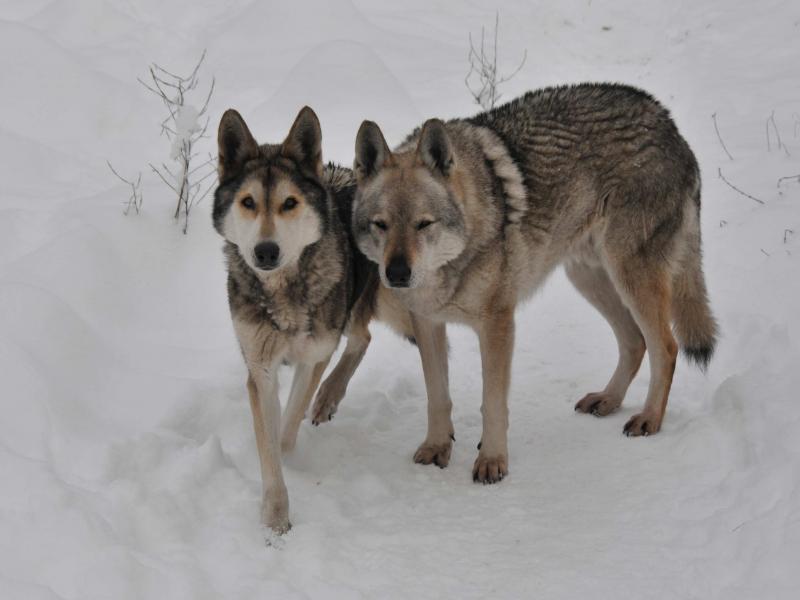 Maska en Martin,
foto René Kriek