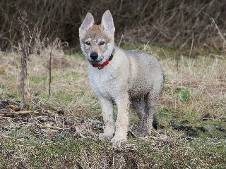 Barak at 10 weeks